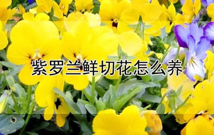 简单有效的非洲紫罗兰修剪技巧