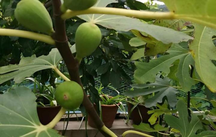 如何让无花果繁衍生息