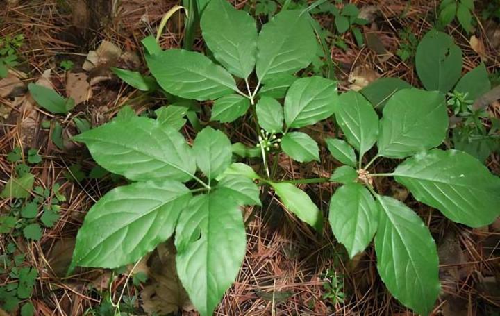 如何正确修剪人参榕