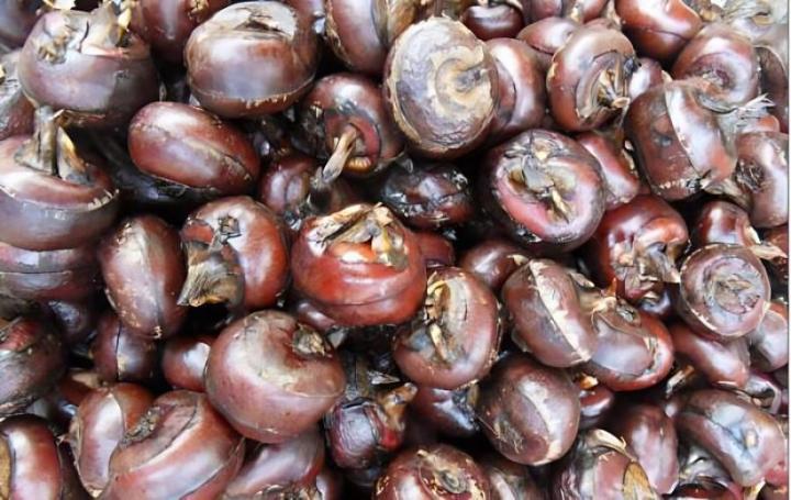 如何种植和养护紫马蹄莲