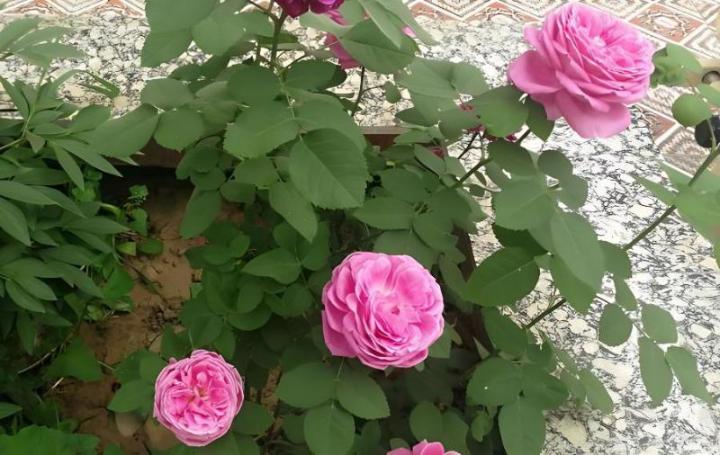 如何选择和使用月季肥料