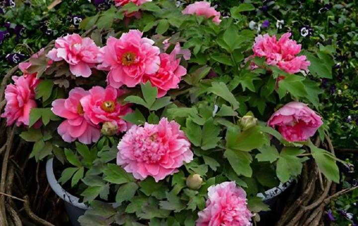 如何将仙人掌与绯牡丹进行嫁接