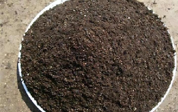 君子兰为什么叶子会变黄