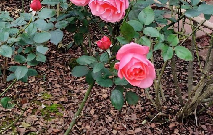 月季花肥怎么选用最好