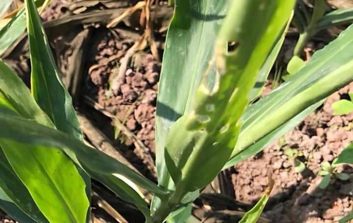 如何正确浇水种植生姜盆栽