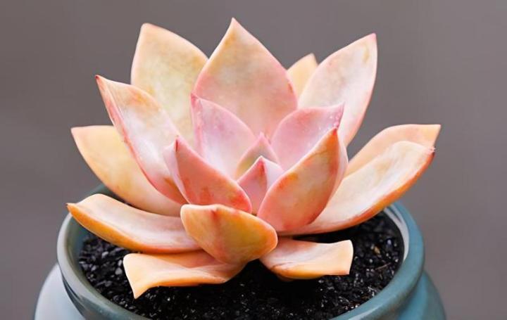 多肉叶片扦插，等待生根的耐心