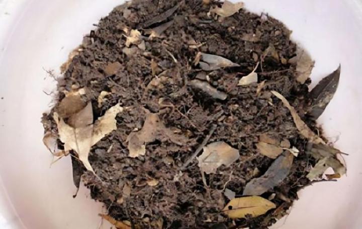 催芽海棠种子的原因是什么