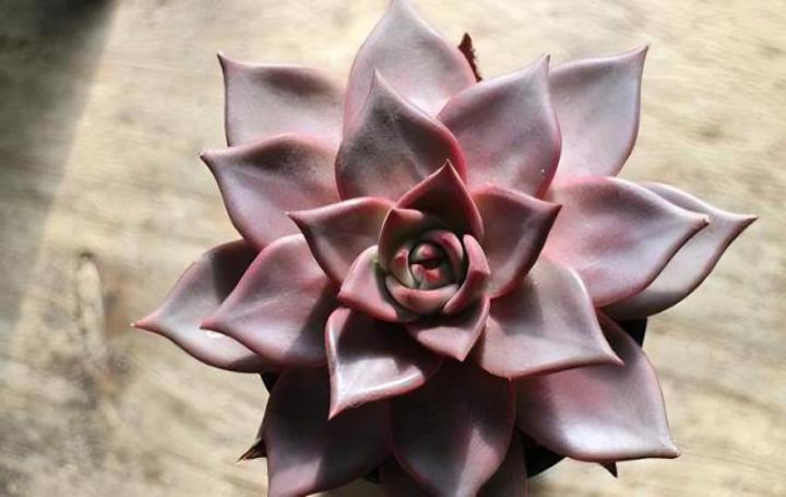 有哪些多肉植物会进入冬眠状态