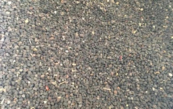 茉莉的叶子为什么干了如何应对