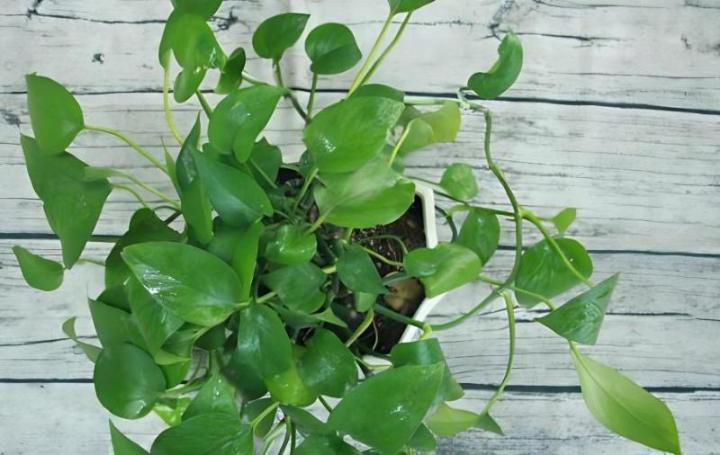 水养绿萝叶子发黄怎么办