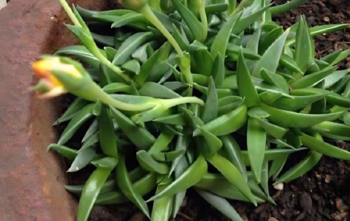 波斯菊的开花期和采摘时间