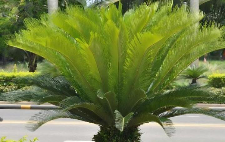 铁树茎的功能与用途是什么