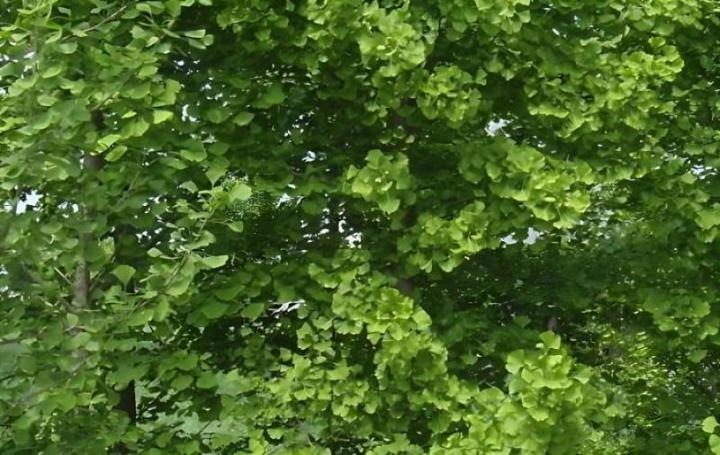 银杏母树的花长什么样子