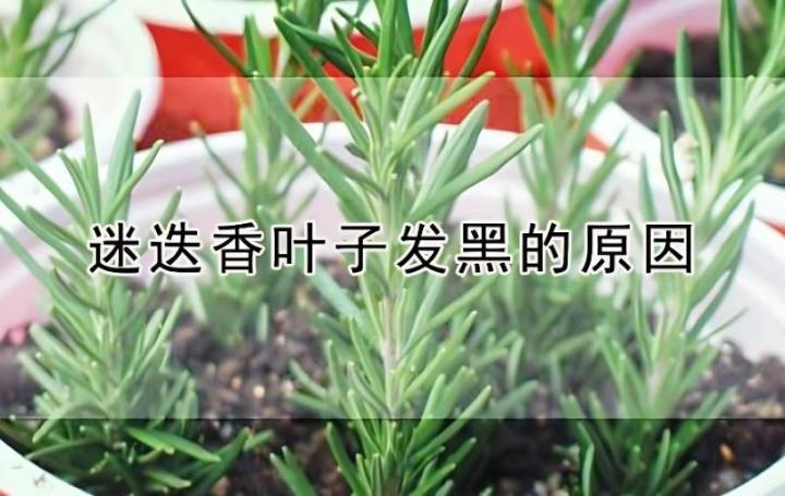 如何成功地繁殖迷迭香